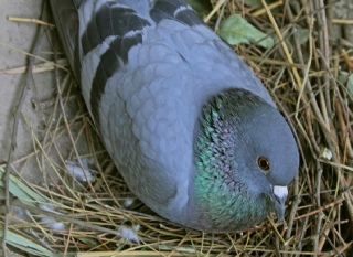 Bird Prevention